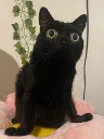 Derp