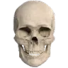 realisticskull