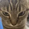 furryquandobotumanparecealeatrio