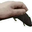 Pet_rat Pet_rat