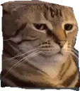 Catmeme catmeme Discord Emoji