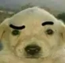 perrocoito