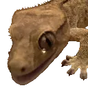 cooperpog