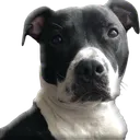 Benji Benji