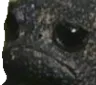 Sadfrog sadfrog Discord Emoji