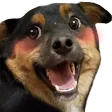 daphSmile