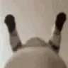 chatwig