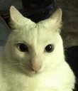 floppystare