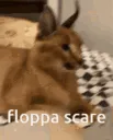 FlopScared