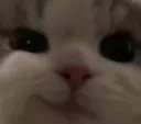 catsmirk