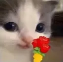 gibflowers