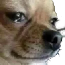 cry