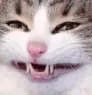 cattogrin cattogrin