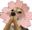 doggoblushlaughshy doggoblushlaughshy