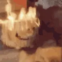 gatoflame
