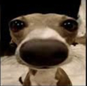 goofy_ahh_dog Discord emoji