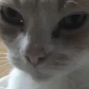 catstare