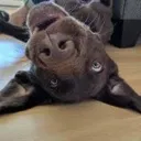huh