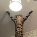 Catto_Yatta