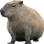 capyok capyok