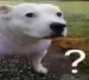DogHuh
