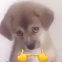 pls