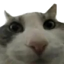 cat_stare