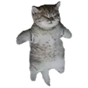 chillinCat Discord Emoji