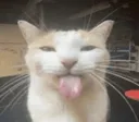 cattounge