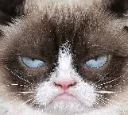 Grumpy Cat grumpy_cat Discord Emoji
