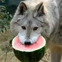 melon