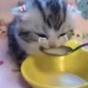 kittycry2