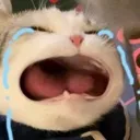 cry