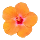 kuea_orangeflower Discord Emoji