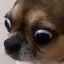 shock
