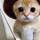 Meow meow Discord Emoji