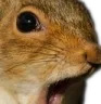 SquirrelPoggin