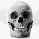 HD_Skull HD_Skull