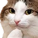 CatThink
