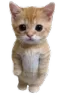 catstanding