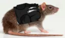 cacadiarreasupremanoautorizadapa Discord Emoji