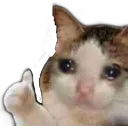 Cat 7 Discord Emoji