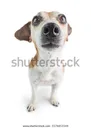 confusedsurprisedshockeddogface6