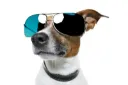 bigstockDogWithFunnyShades382677 Discord Emoji
