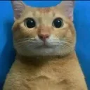 katstares