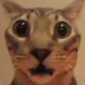 domesticshorthaircat domesticshorthaircat