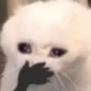 ak_catohmy
