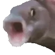 fishnowiggle