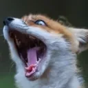 FOXYIP