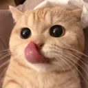 catlicklips catlicklips